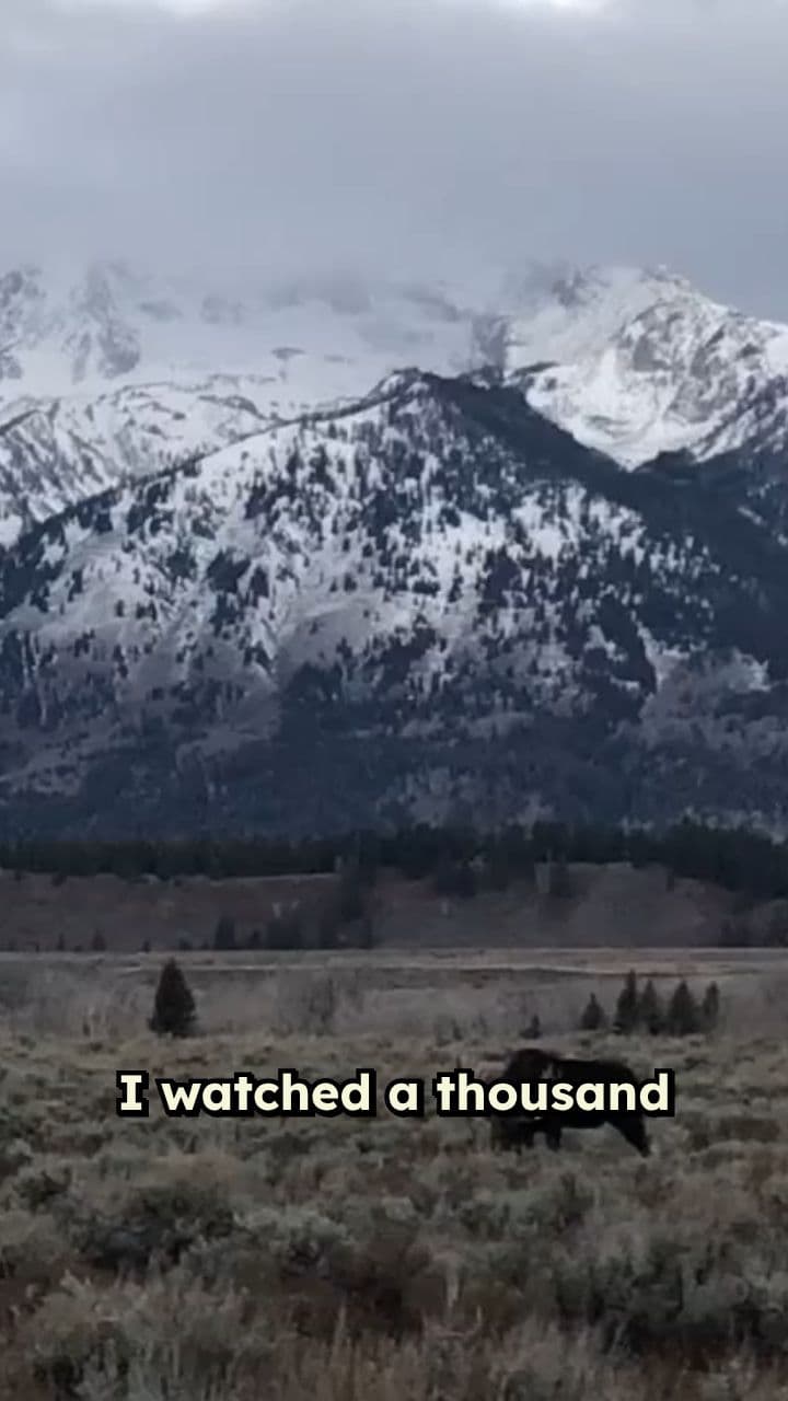 Lessons from a Moose in Nature