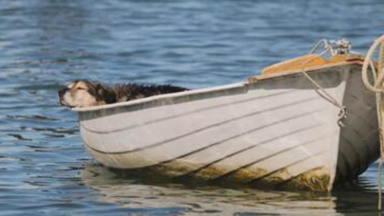 แมวเหมียวสนุกสนานในวันหยุด