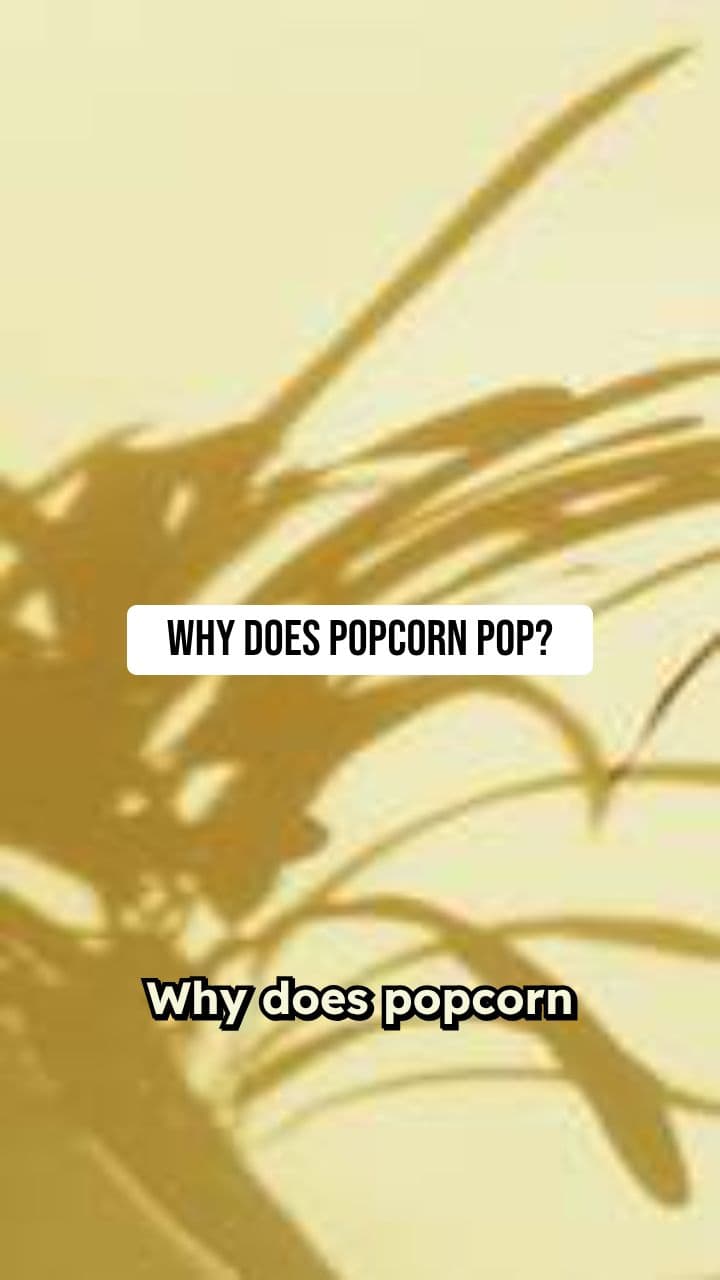 Why Does Popcorn Pop?