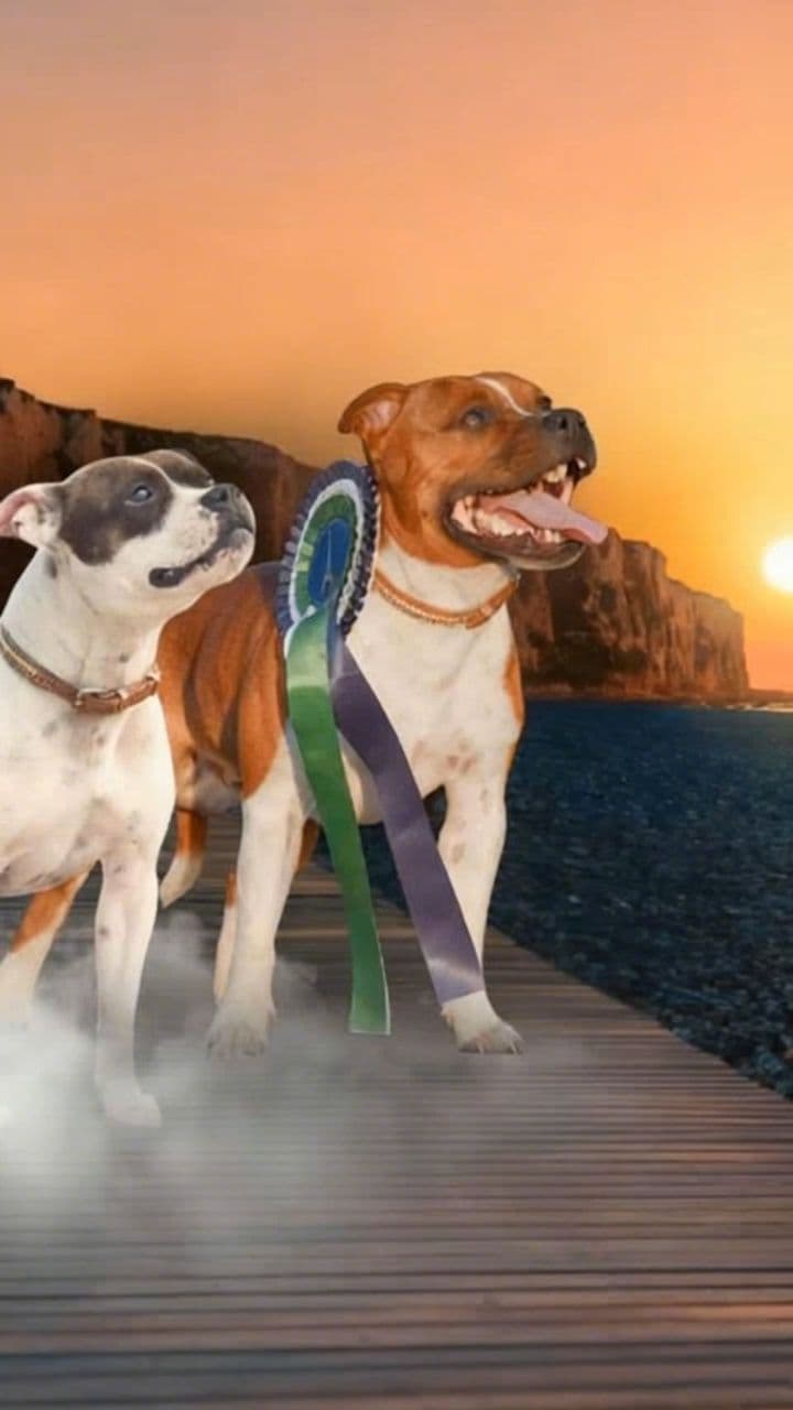 Image transform video