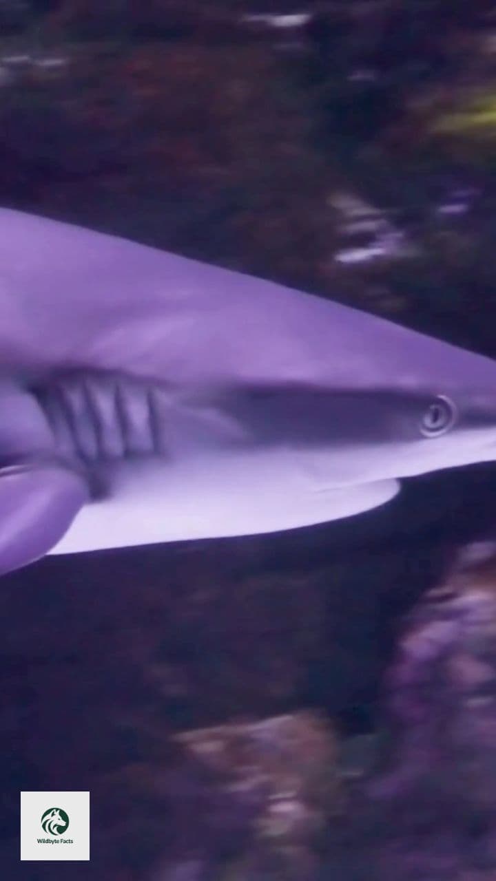 Sharks: Ancient Survivors of Time