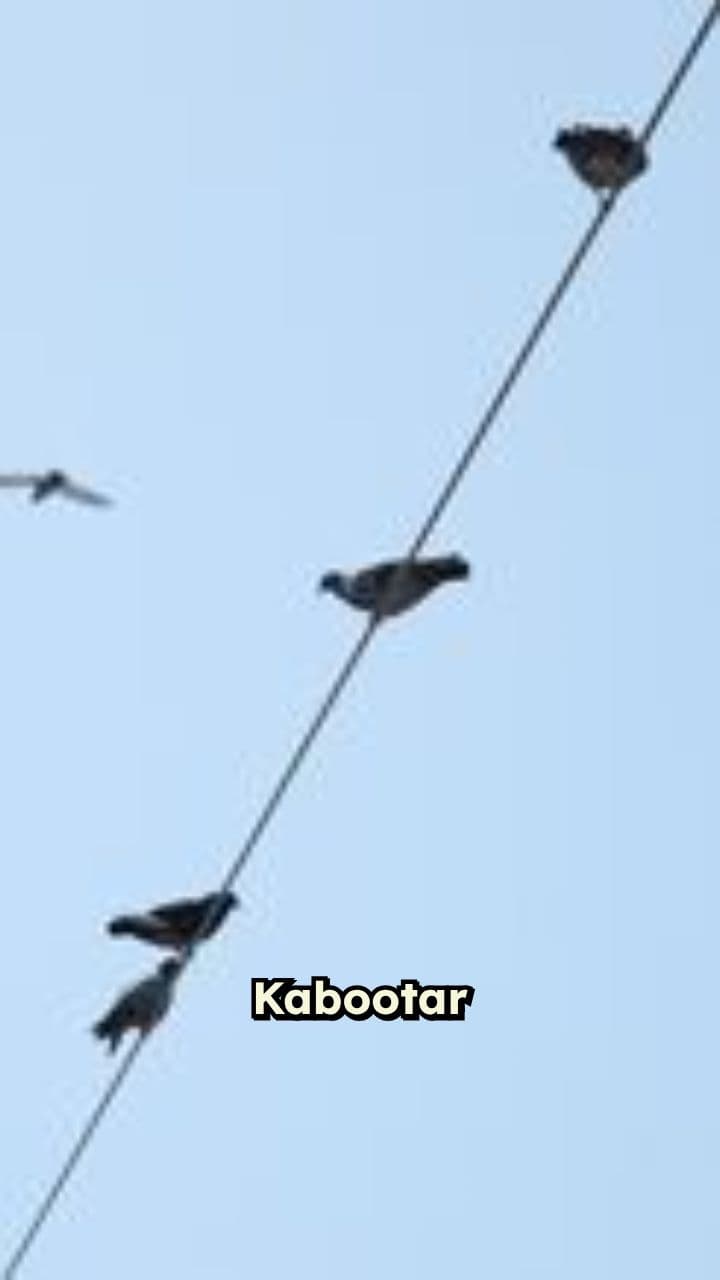 Kabootar aur Tota ka Sabaq