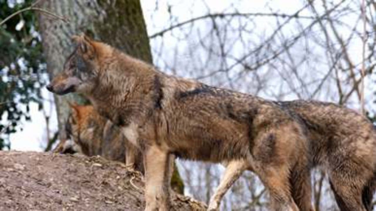 La fille et la meute de loups