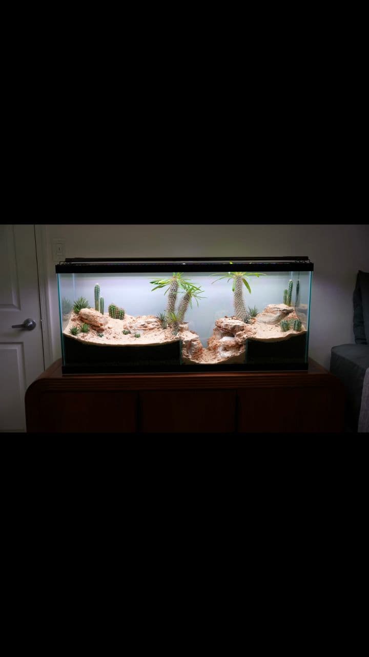 Équilibre de la vie dans le désert