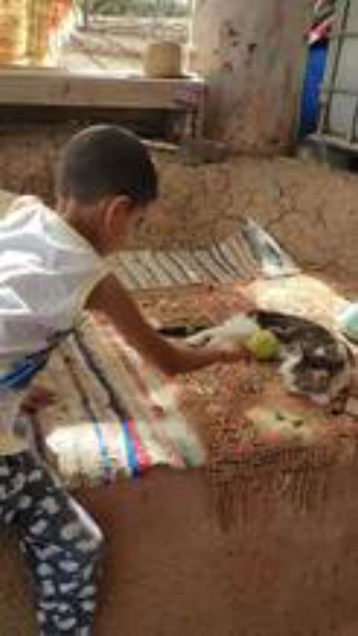 Le chat qui sauva un garçon