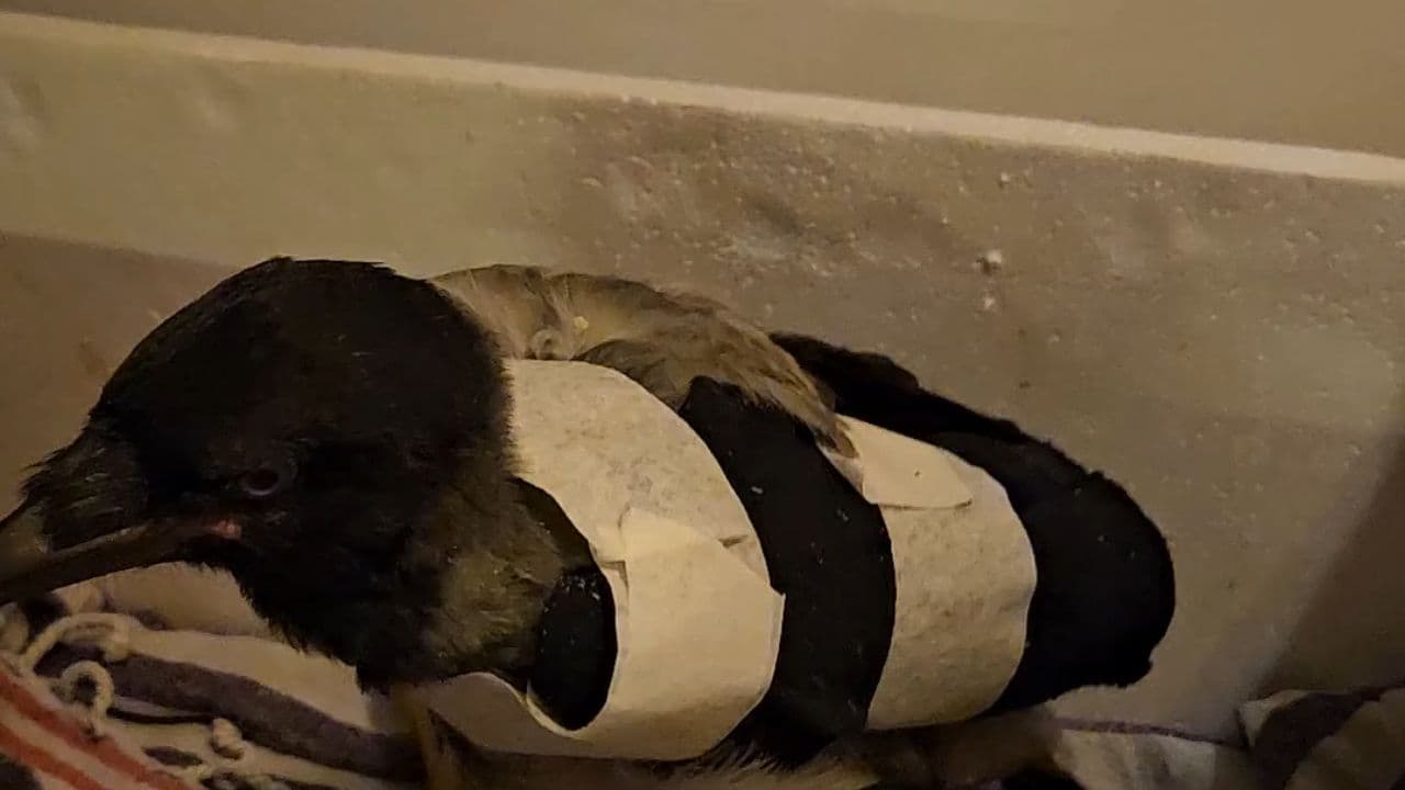 Not Alone in the Dark