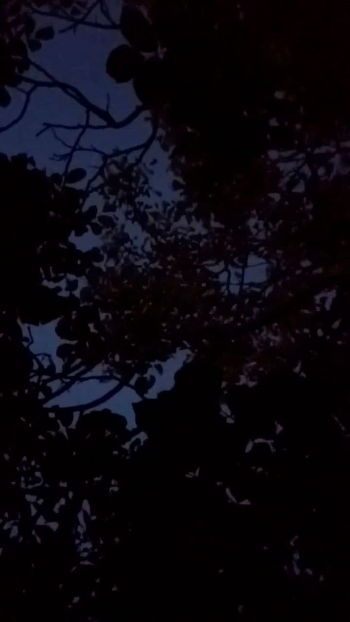 Echoes: Bats' Unique Perception of the World