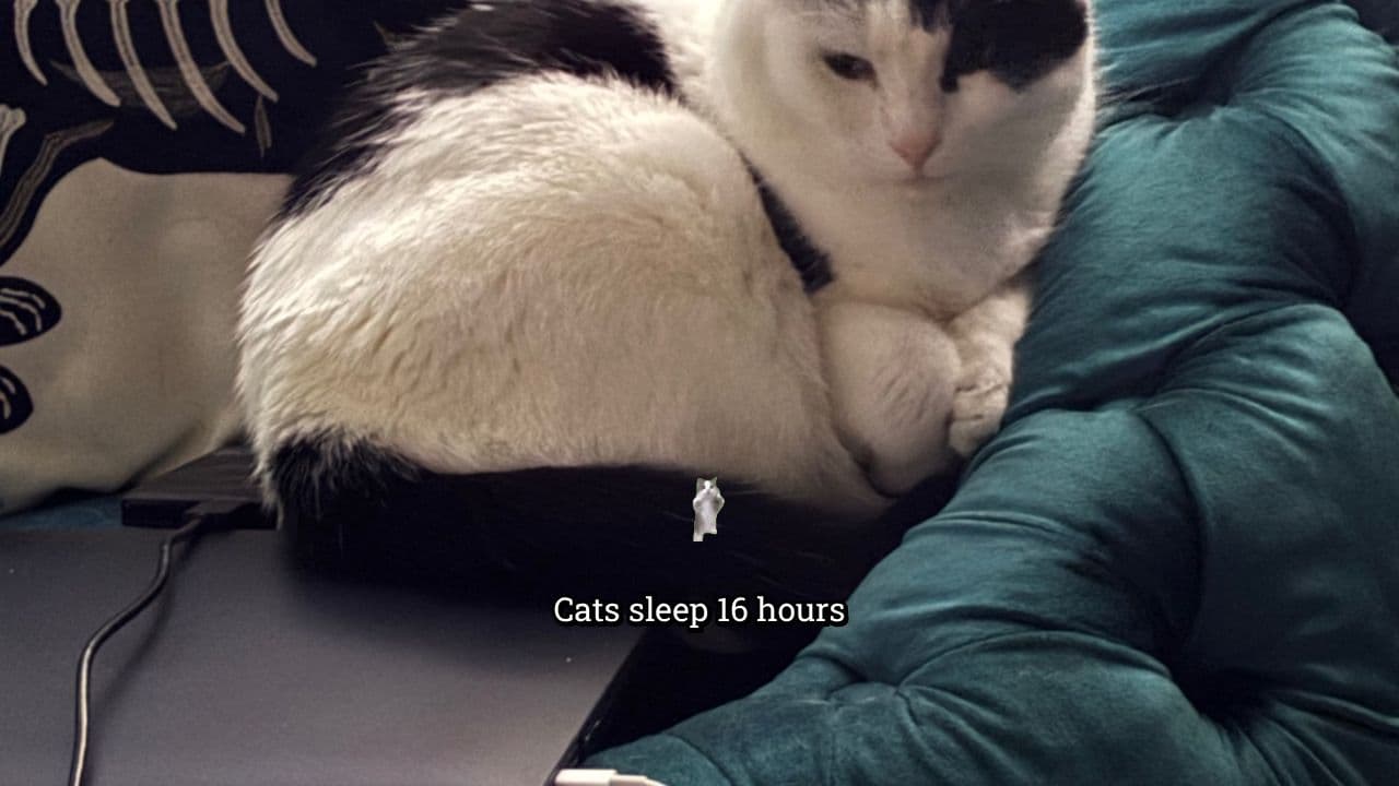 Unhinged Pre-Nap Zoomies