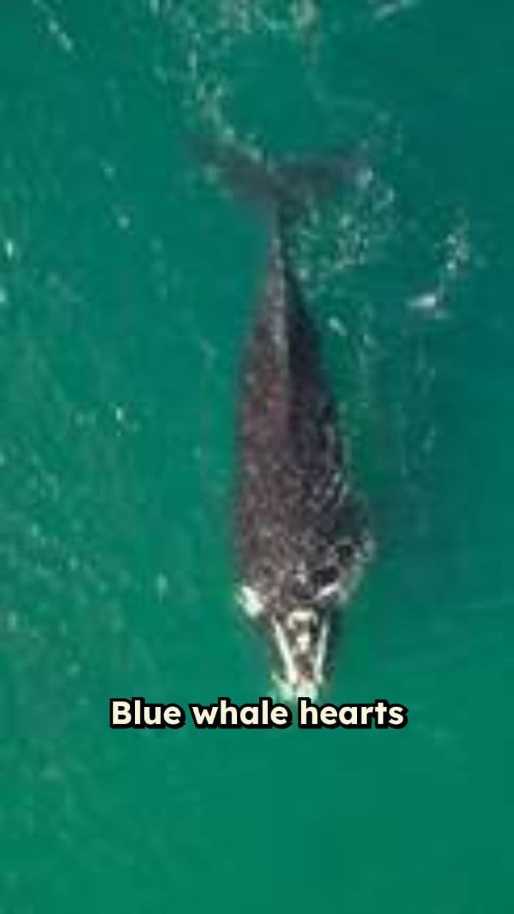 Mind-Blowing Animal Facts