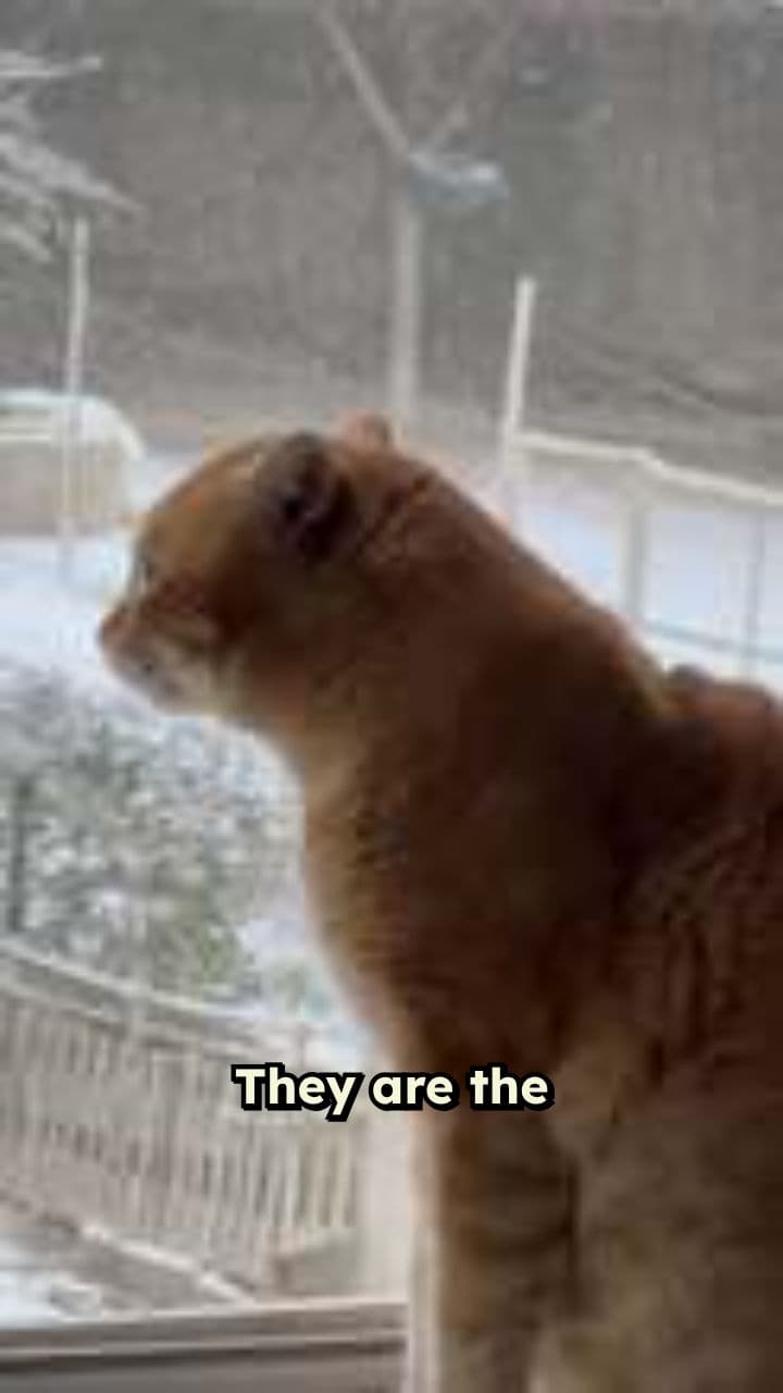 The Secret World of Cats