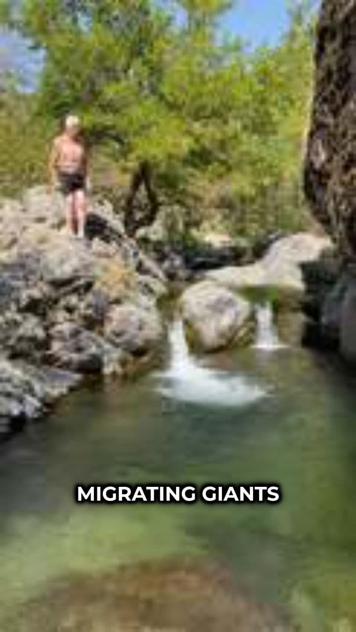 Salmon’s Epic Magnetic Migration