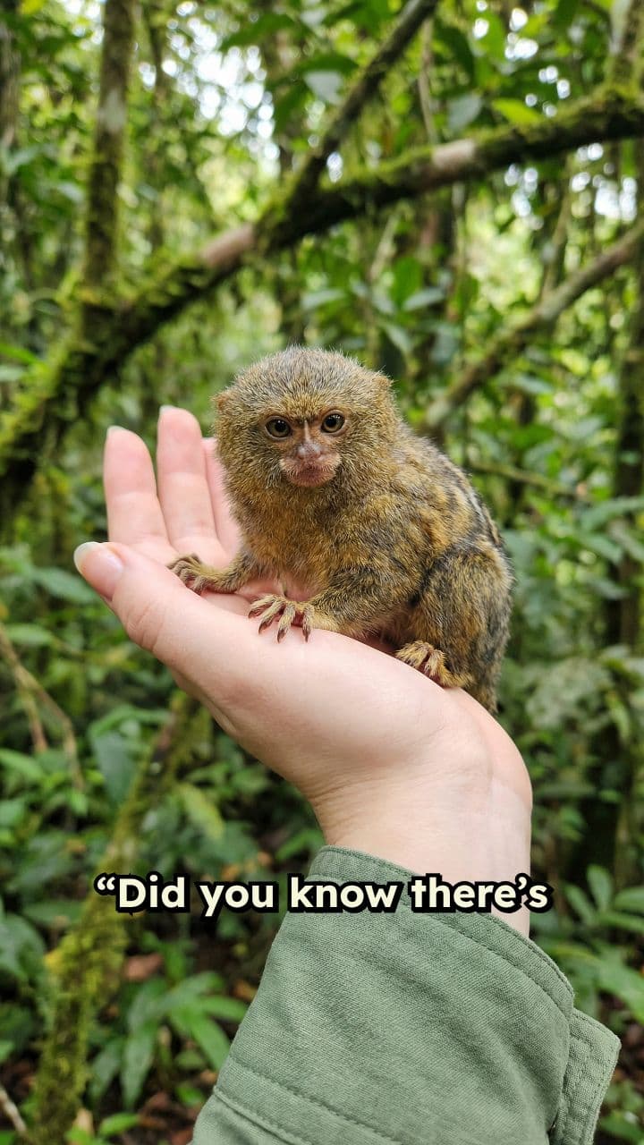Tiny Marvels: The Pygmy Marmoset
