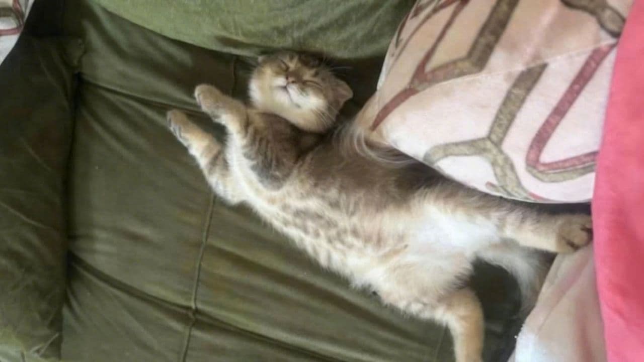 Image transform video