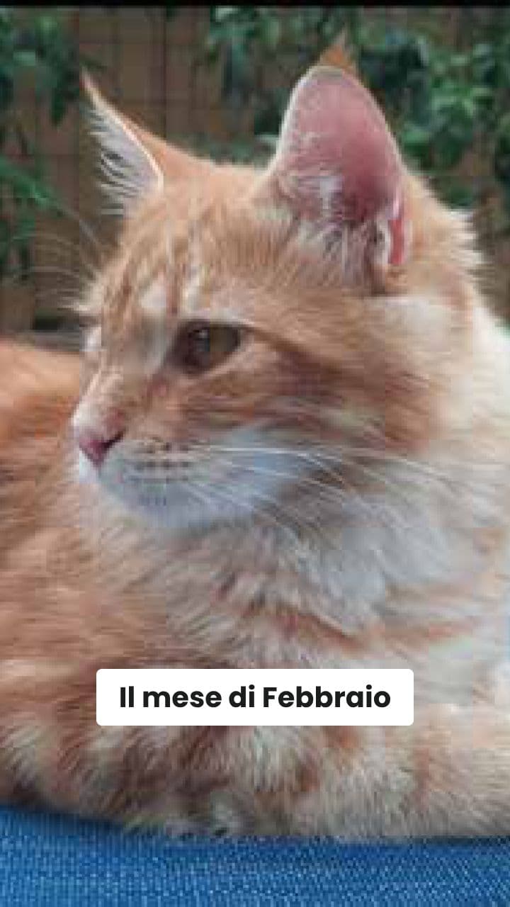 Calendario degli Animali Domestici