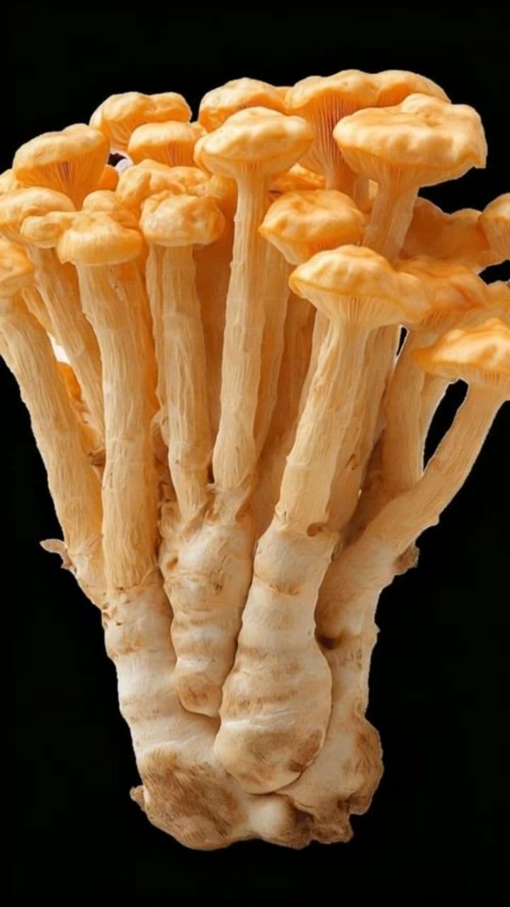 Image transform video