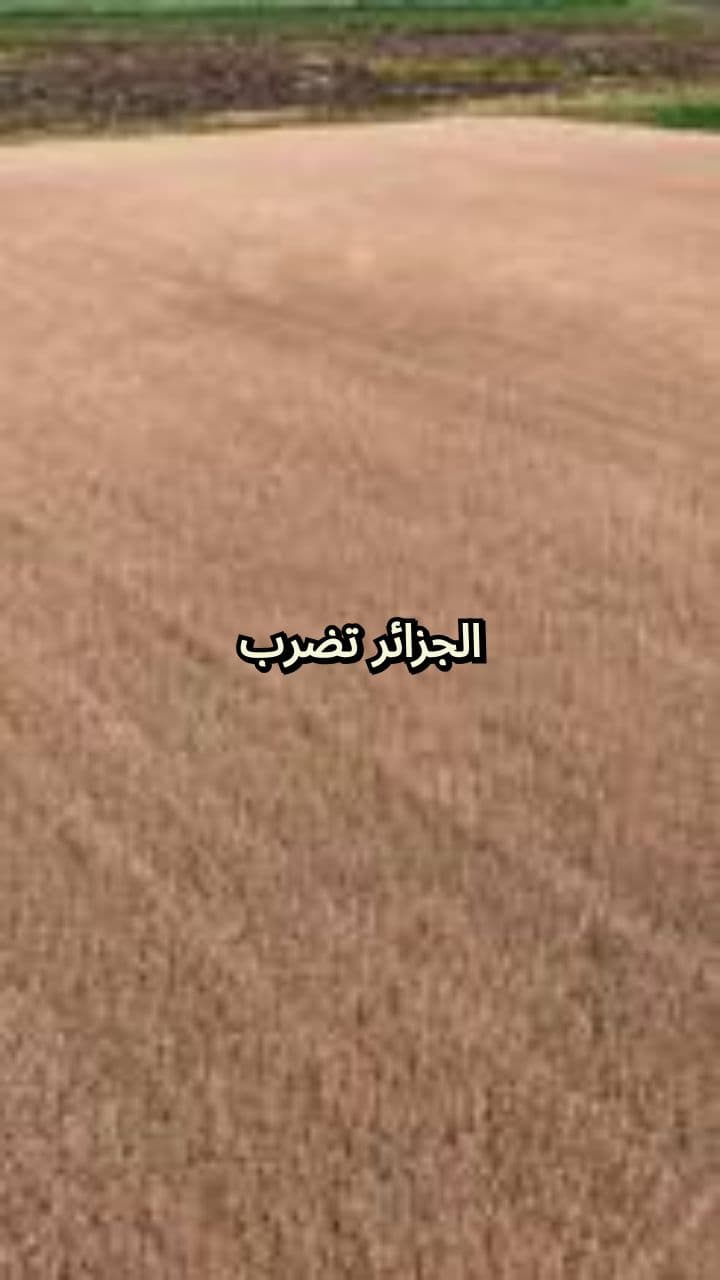 الجزائر تؤمن مخزون القمح لعام 2026