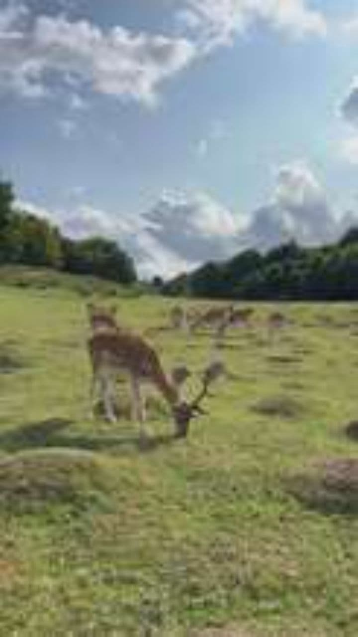 जनवरों की प्यारी आवाज़ें