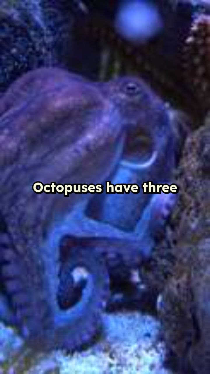 Octopus Hearts and Blue Blood