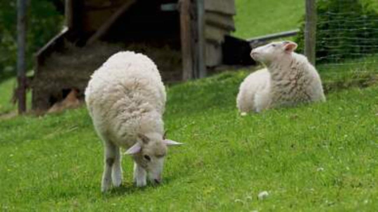 El pastor y el lobo feroz