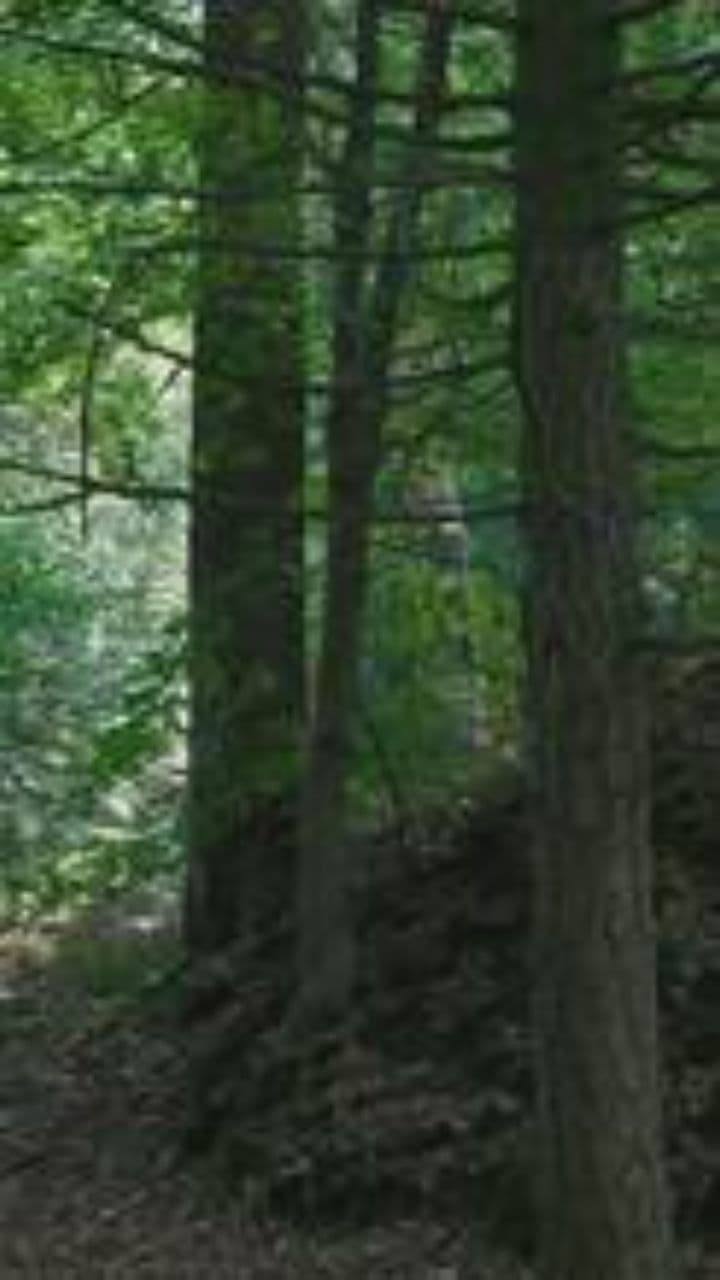 Llegó la Navidad con ilusión y paz