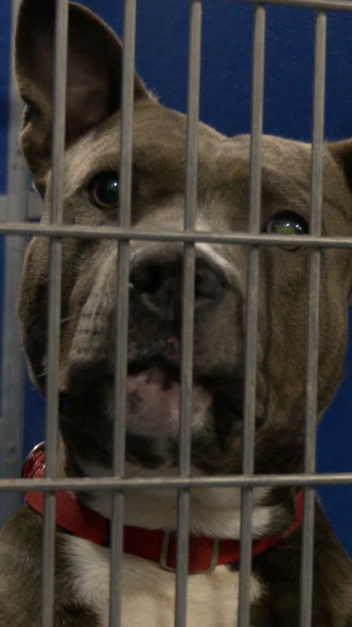 A New Hope for DC Animals