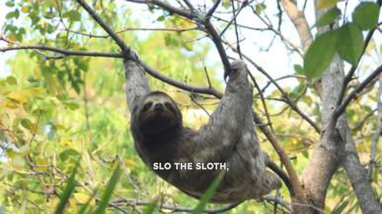 Slo and Pip's Reunion