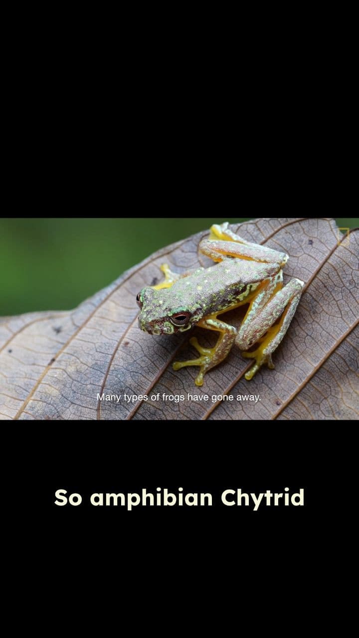 The Global Pandemic Wiping Out Frogs