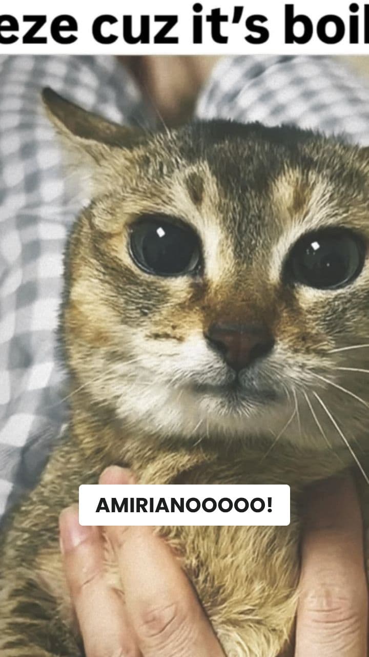 Spaghetto-Squalo's Boiling Chaos