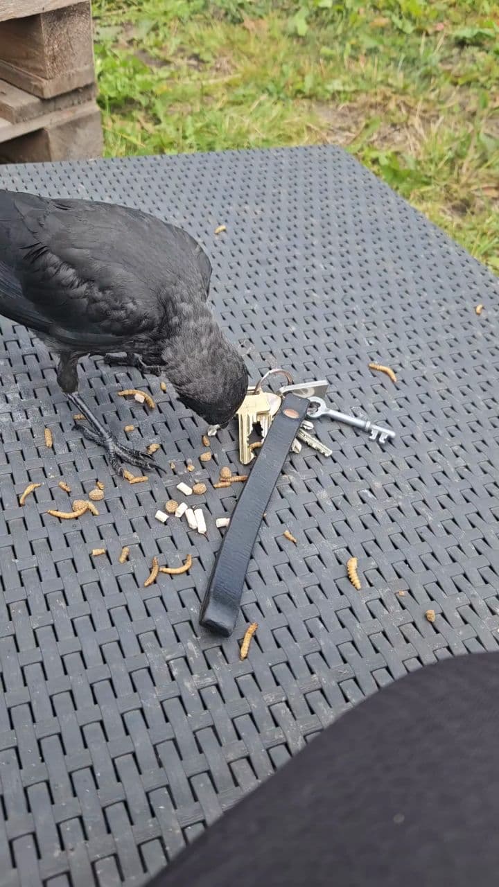 Crow Love and Resilience