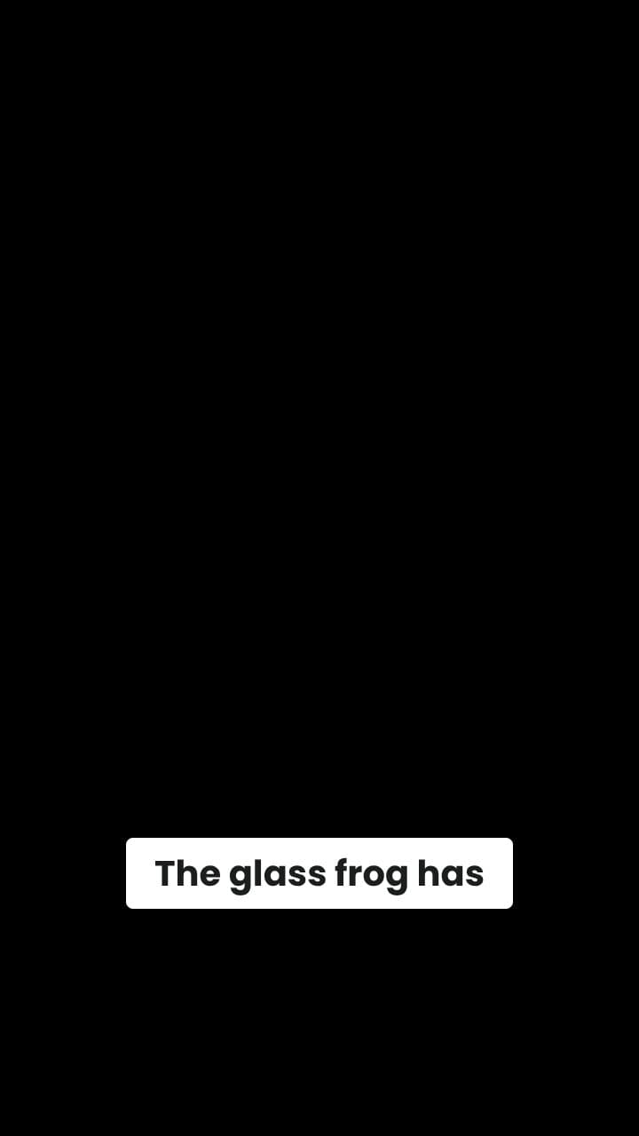 Glass Frog: A Living Window