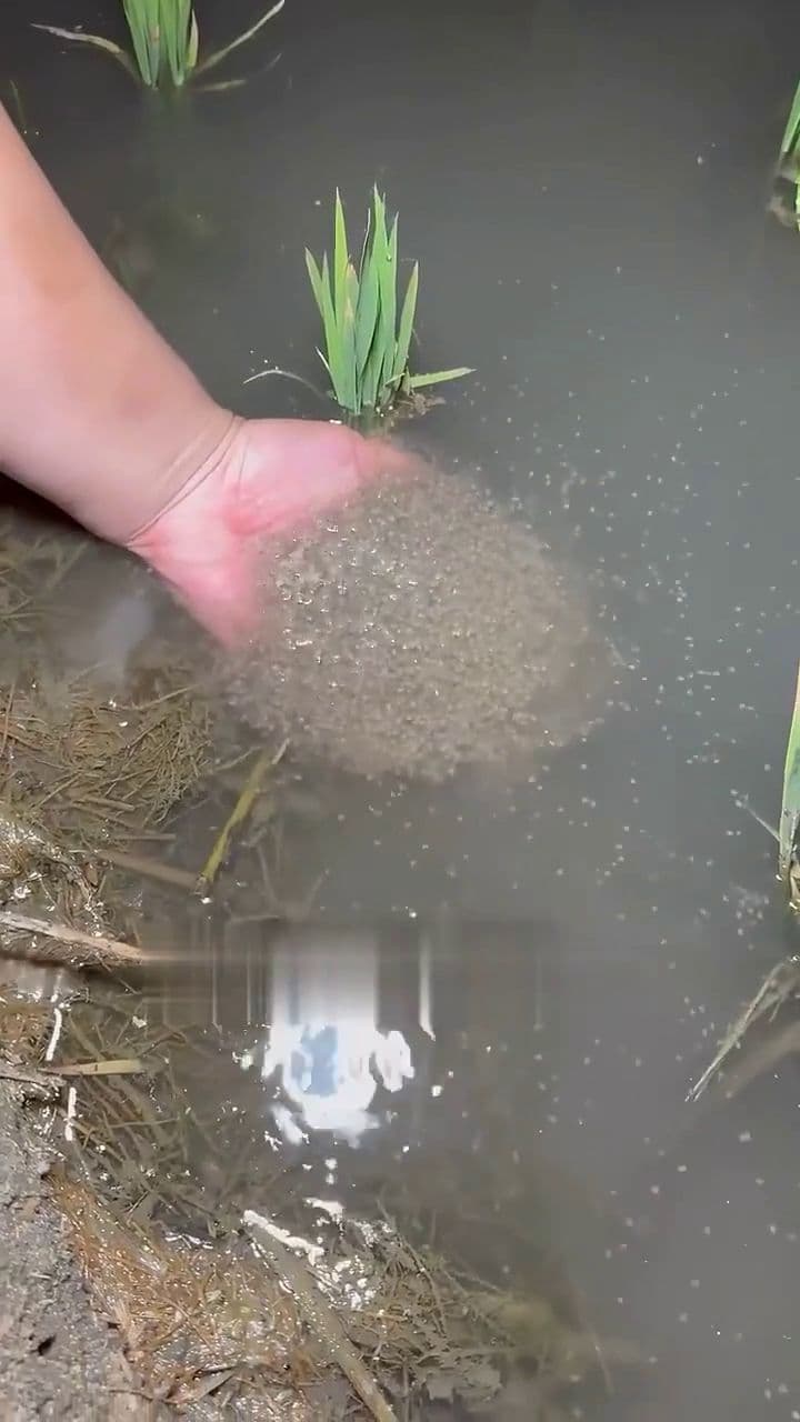 The Unsung Heroes of Rice Farming