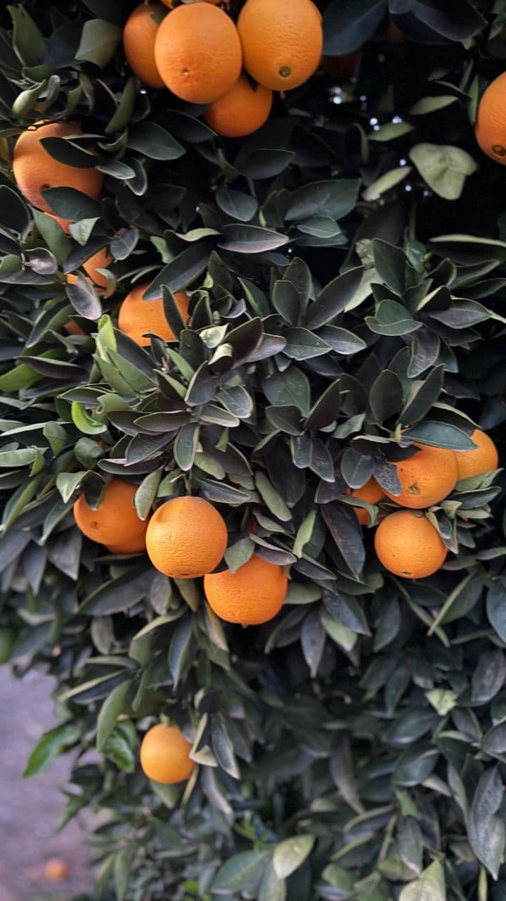 California Orange Love