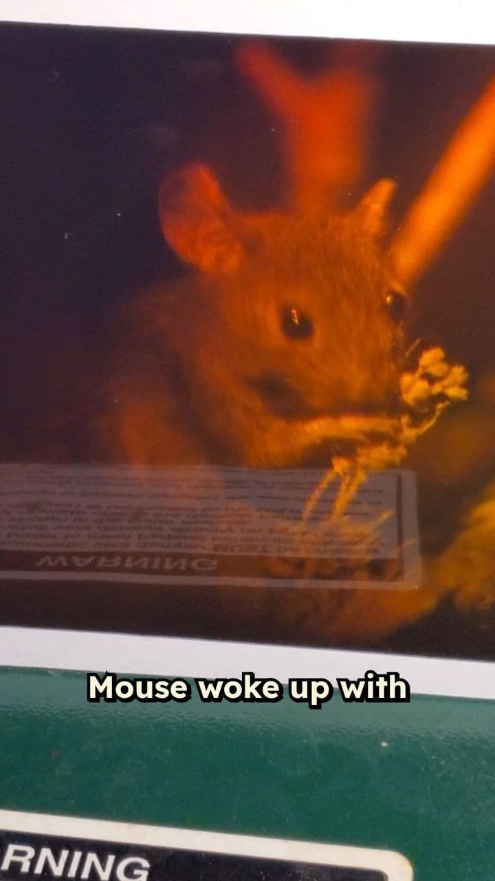 Midnight Snack Adventure