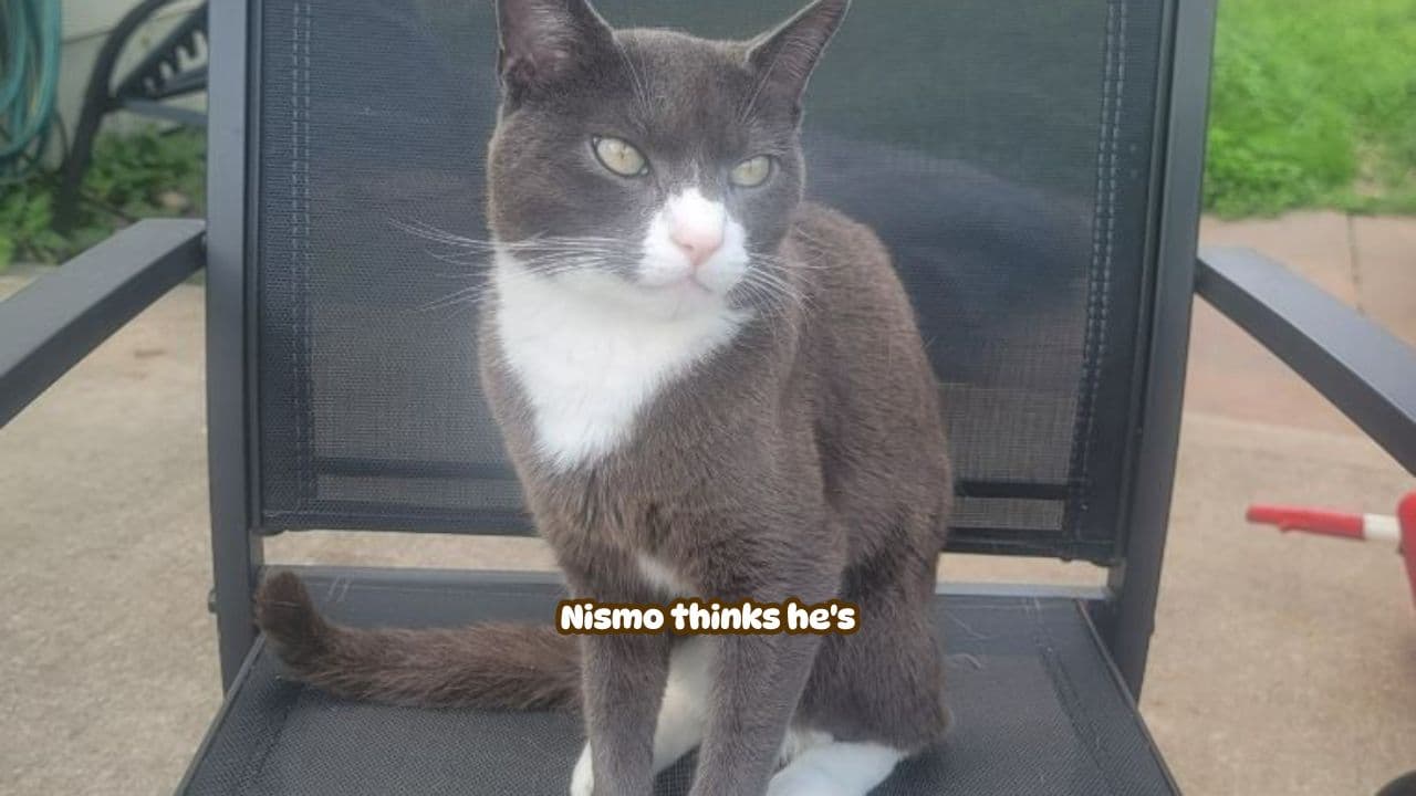 Nismo: The Cat Who Thinks He's a Dog