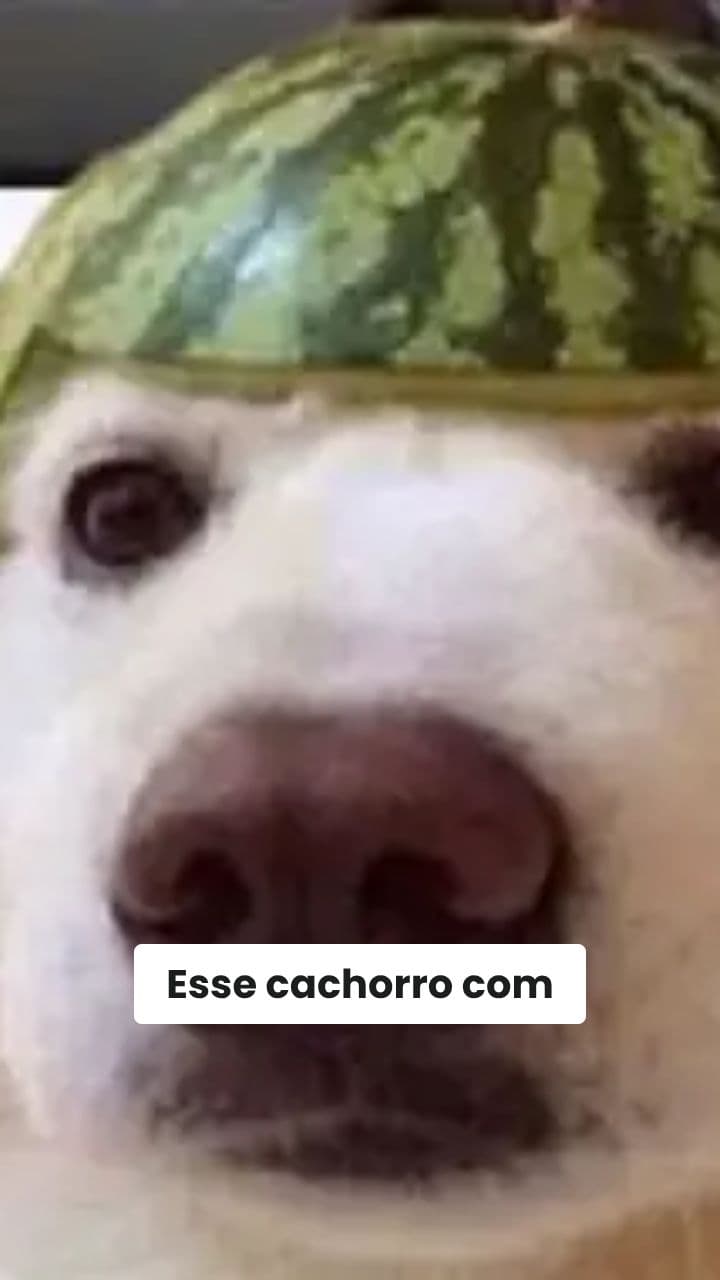 O sucesso do cachorro com melancia