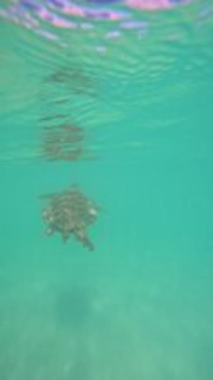 Turtles' Magnetic Memory