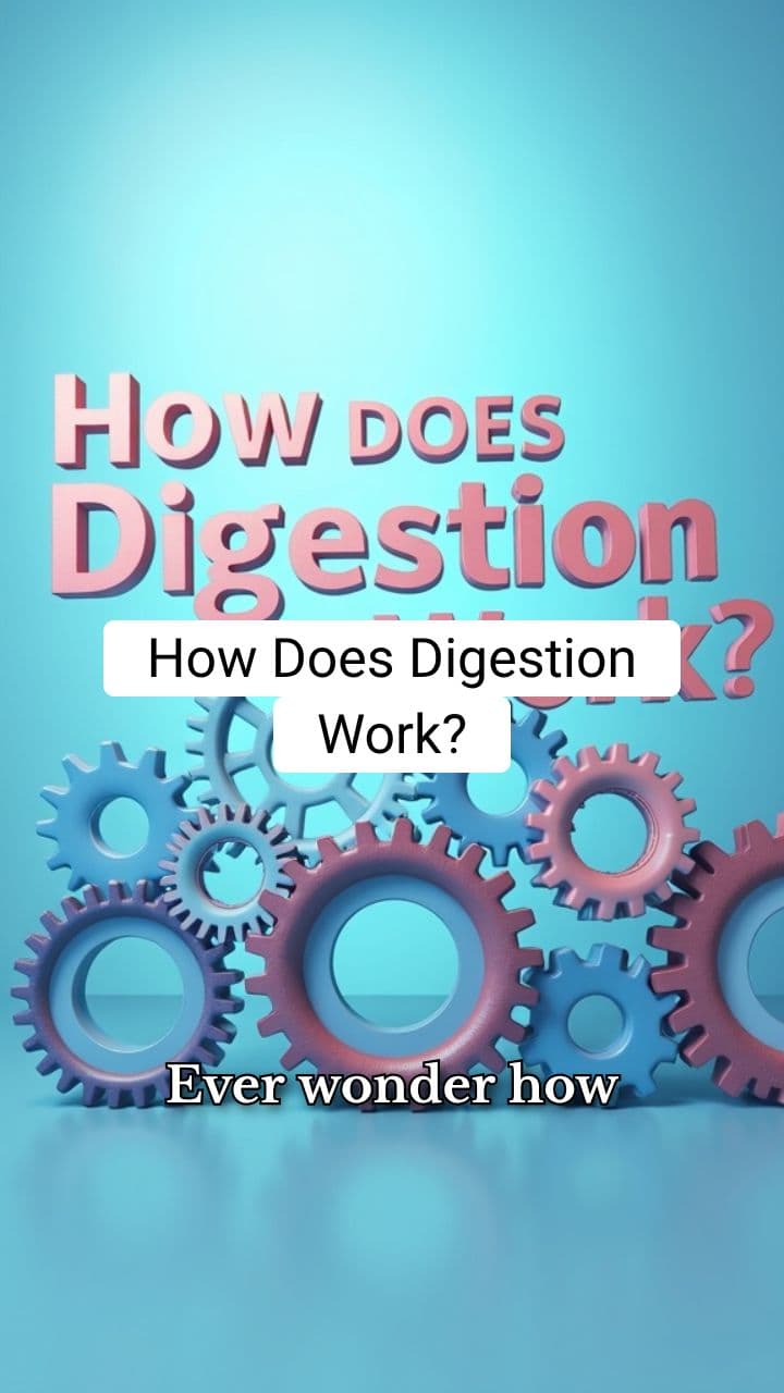 The Amazing Digestive System: A Journey Through Your Body