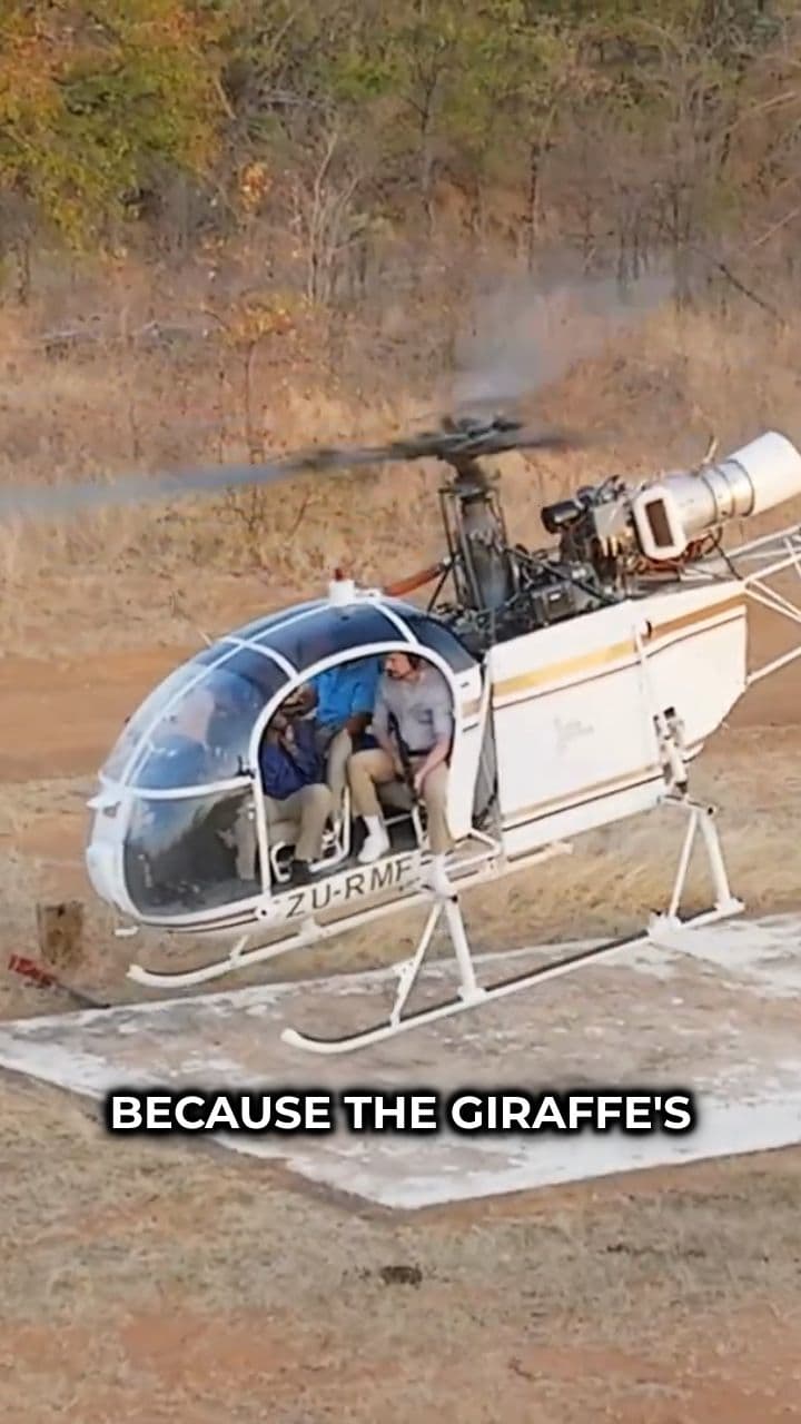 Vaccinating Giraffes From the Sky