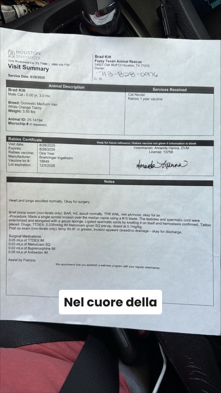 L'Arresto di MoscaBanana