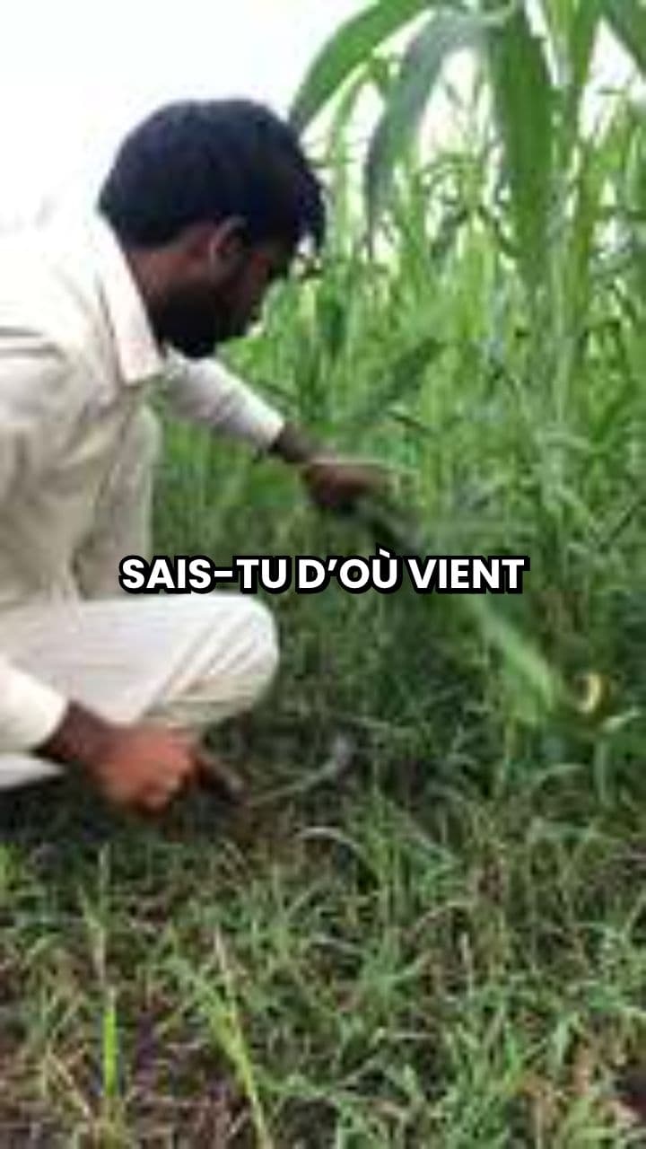 25. Couper l’herbe sous le pied