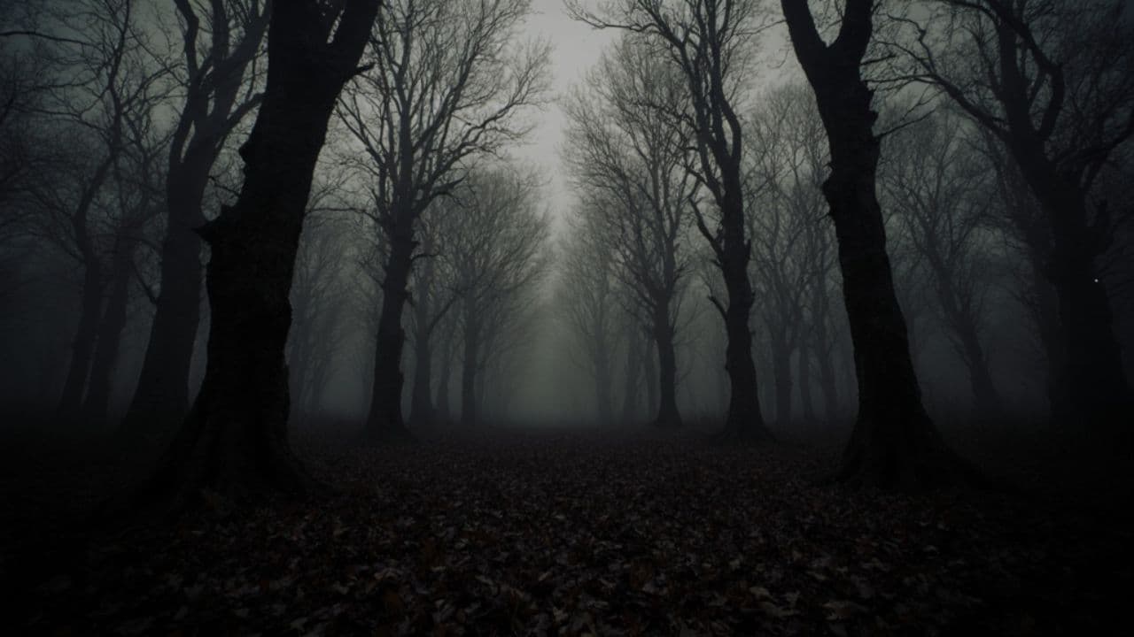 Sussurros da Floresta