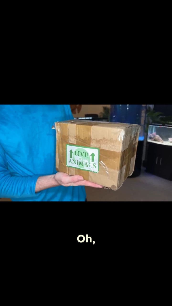 The Mantis Shrimp with the Strongest Punch