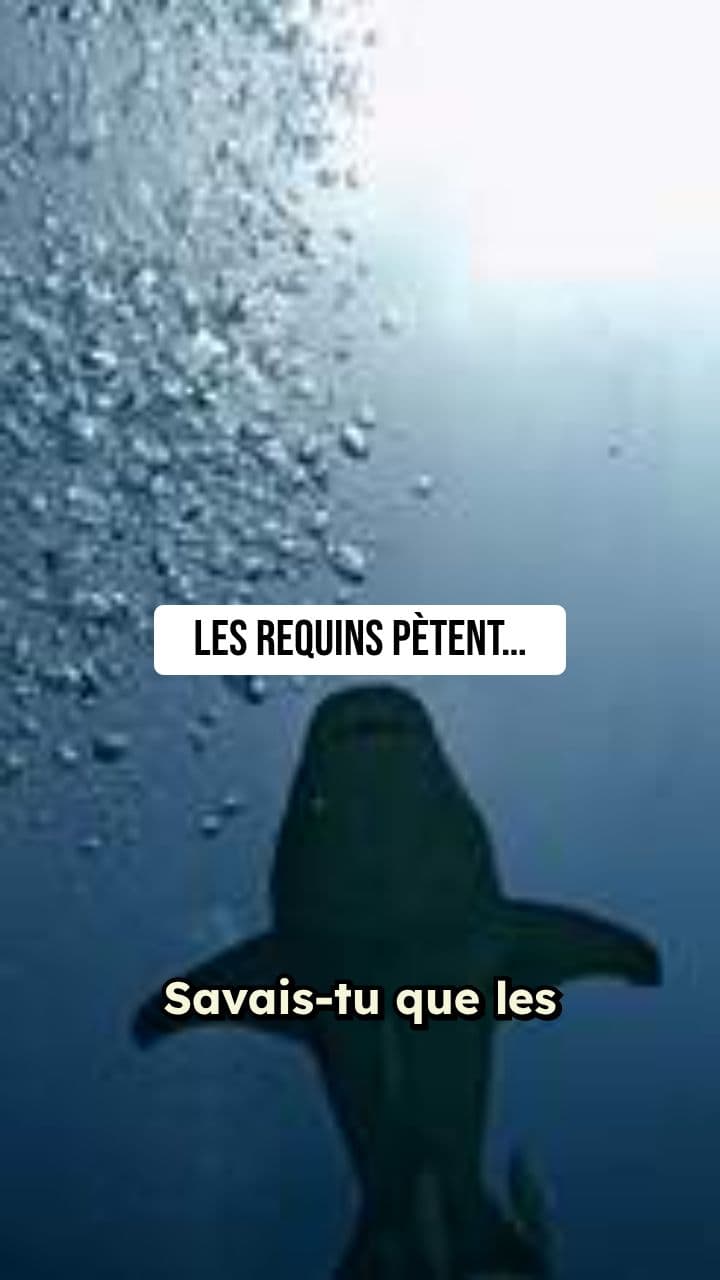 Les requins pètent plus fort que toi 💨🦈