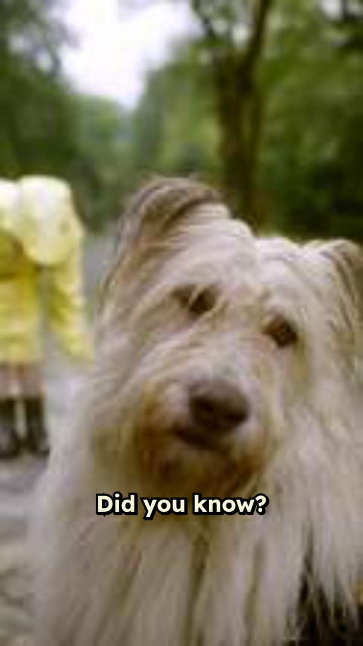 Dogs Understand Human Emotions and Words