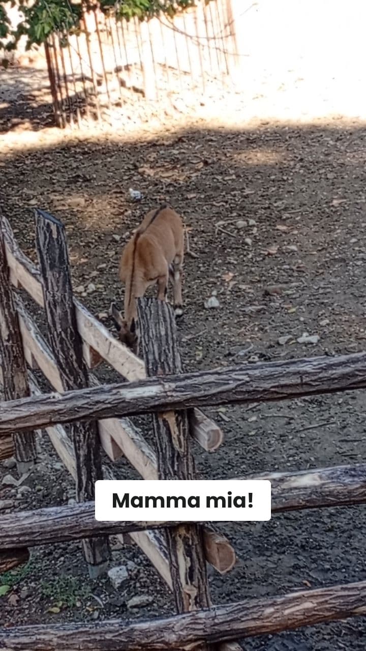 Albero Pipistrellino: Caos Cosmico