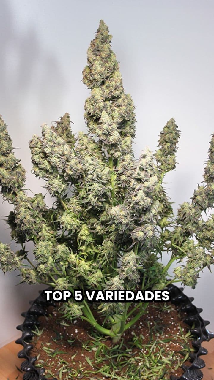 Mejores Variedades Autoflorecientes en España