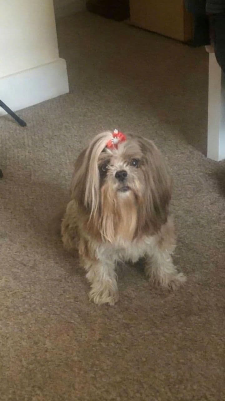 Image transform video