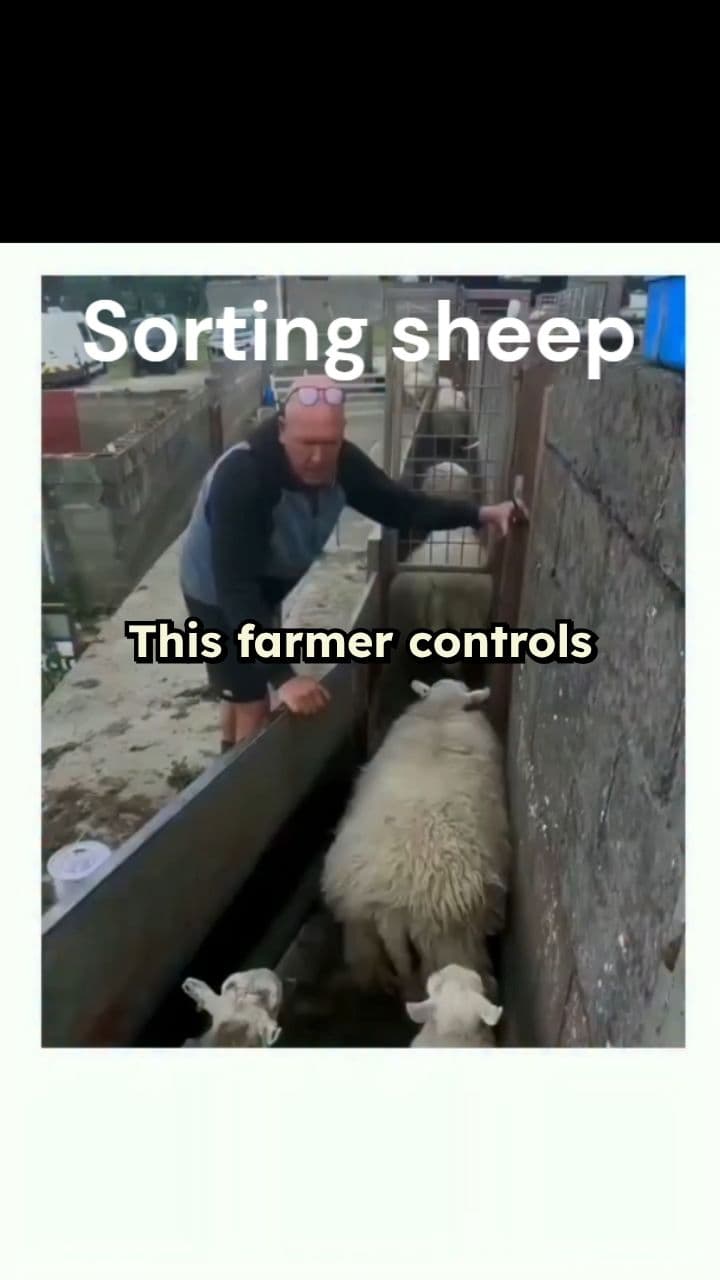 Mastering Sheep Herding with Bare Hands
