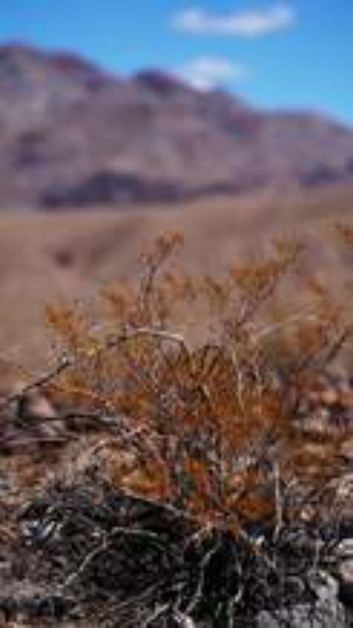 Kaktusa dziesma dzīves priekam