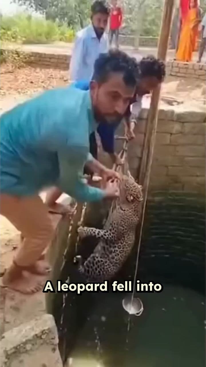 Leopard, Panic, and Unexpected Fear